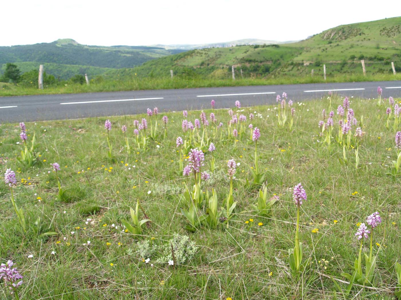 Orchid, Military plant